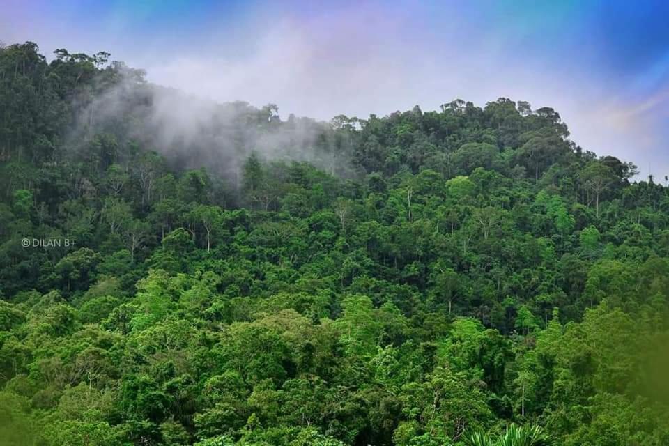 Sinharaja Forest Gate Денияйя Экстерьер фото